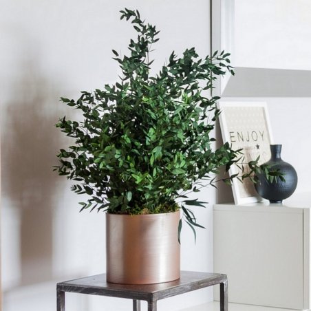 Plante Stabilisée Bouquet d'Eucalyptus Création Originale de Déco Végétale