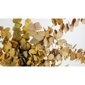eucalyptus stabilisé stuartiana jaune