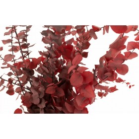 eucalyptus stuartiana stabilisé rouge