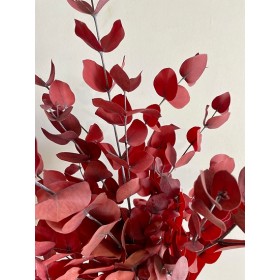 eucalyptus stuartiana stabilisé rouge