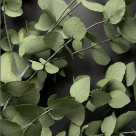 eucalyptus stabilisé