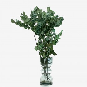 eucalyptus stabilisé