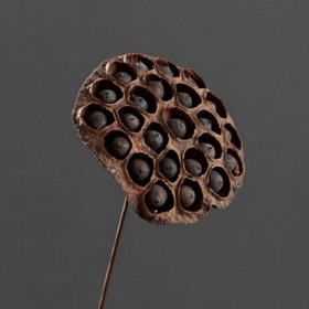 Gros plan d’une capsule de lotus séchée utilisée dans le tableau végétal TOPLIPS