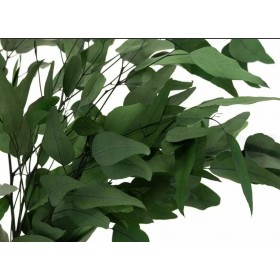 bouquet d’eucalyptus pendula vert stabilisé