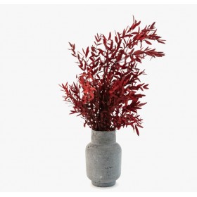 Bouquet de parvifolia stabilisé rouge - feuillage naturel stabilisé - Deco-Vegetale