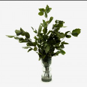 Bouquet de hêtre vert stabilisé - feuillage naturel stabilisé - décoration intérieure - Deco-Vegetale