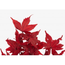 bouquet d’érable rouge stabilisé