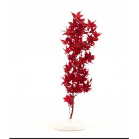 bouquet d’érable rouge stabilisé