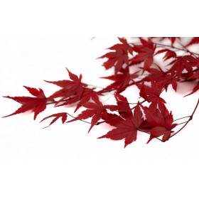 bouquet d’érable rouge stabilisé
