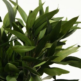 bouquet d’eucalyptus pendula vert stabilisé
