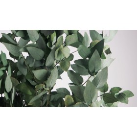 eucalyptus stabilisé