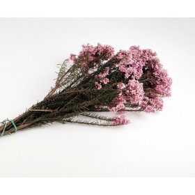 fleurs stabilisées diosmi rose