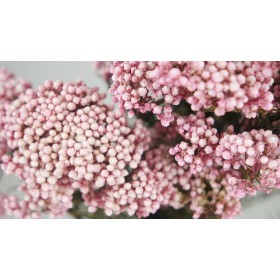 fleurs stabilisées diosmi rose