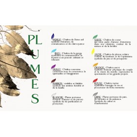 Signification des couleurs des plumes utilisées dans le tableau végétal Sweet Wild