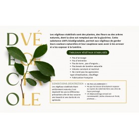 Conseils d’entretien pour tableau végétal stabilisé Deco Vegetale