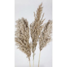 pampa séchée