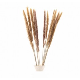 Bouquet de 15 mini pampa séchée beige clair – fleurs séchées naturelles Deco-Vegetale