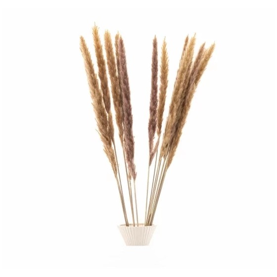 Bouquet de 15 mini pampa séchée beige clair – fleurs séchées naturelles Deco-Vegetale
