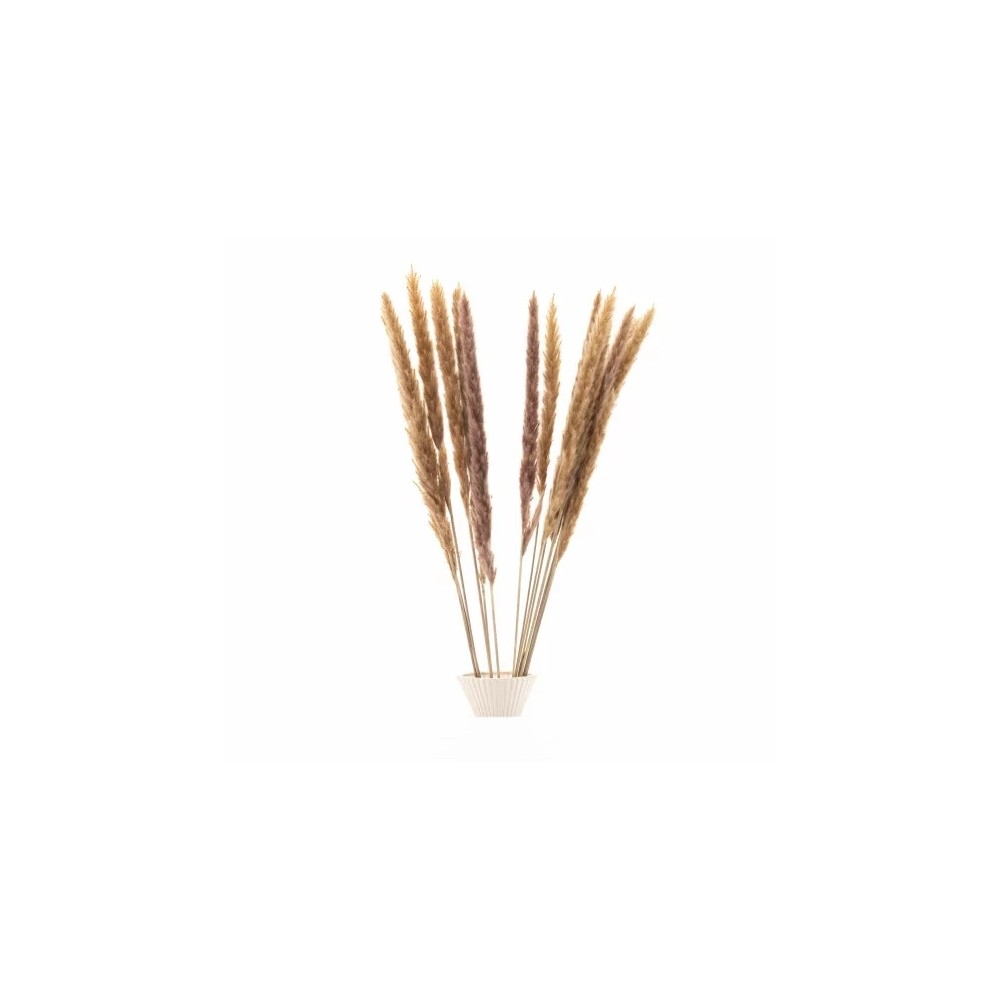 Bouquet de 15 mini pampa séchée beige clair – fleurs séchées naturelles Deco-Vegetale