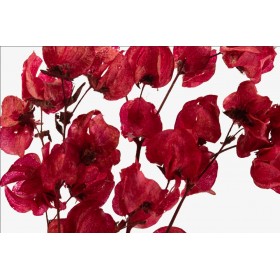 fleurs séchées