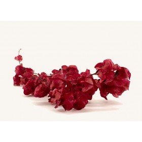 fleurs séchées