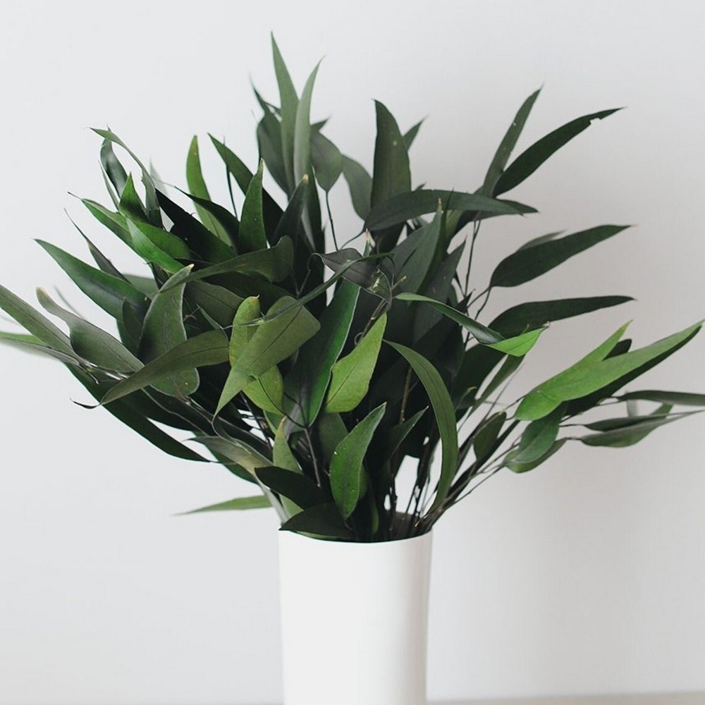 Bouquet d'eucalyptus pendula stabilisé vert - plante naturelle sans entretien - Deco-Vegetale