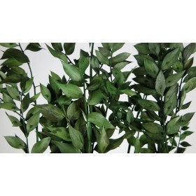 feuillage stabilisé ruscus vert