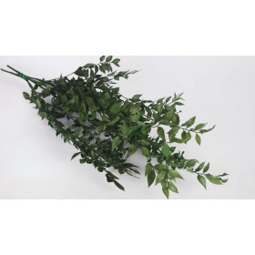 feuillage stabilisé ruscus vert