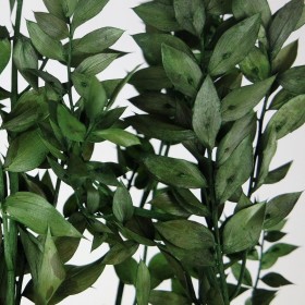 feuillage stabilisé ruscus vert