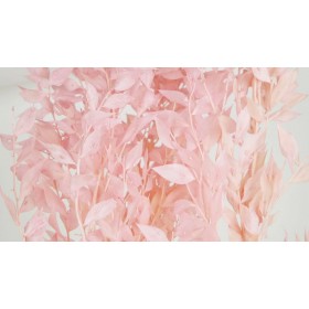 feuillage stabilisé ruscus rose