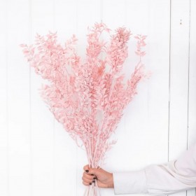 feuillage stabilisé ruscus rose