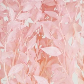feuillage stabilisé ruscus rose