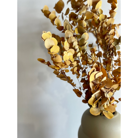 eucalyptus stabilisé stuartiana jaune