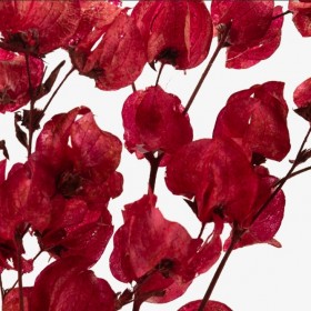 fleurs séchées