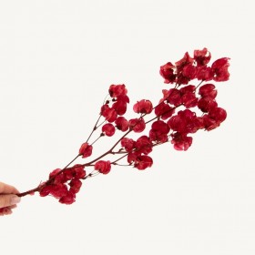fleurs séchées