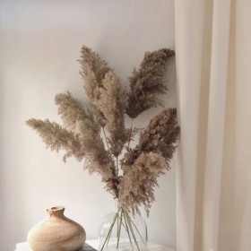 Bouquet de 5 tiges de pampa séchée beige naturel – fleurs séchées Deco-Vegetale