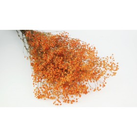 feuillage stabilisé gypsophile orange