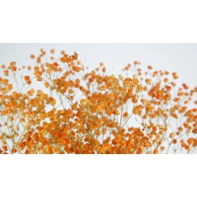 feuillage stabilisé gypsophile orange