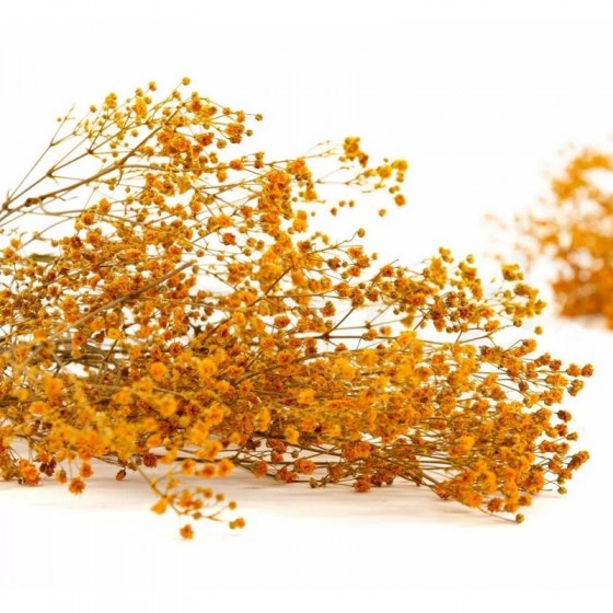 Bouquet de gypsophile stabilisé orange - fleurs naturelles stabilisées - décoration intérieure - Deco-Vegetale
