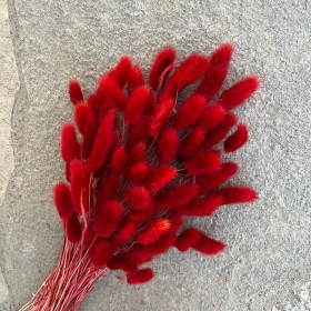 Bouquet de lagurus séché rouge – épis duveteux vifs décoration Deco-Vegetale