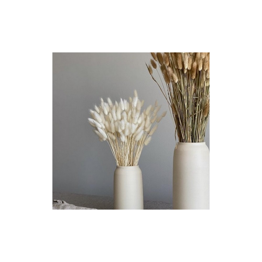 Bouquet de lagurus séché blanc – épis duveteux déco naturelle Deco-Vegetale