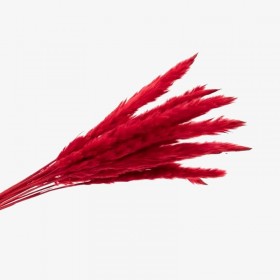 Bouquet de 15 mini pampa séchée rouge – fleurs séchées colorées Deco-Vegetale