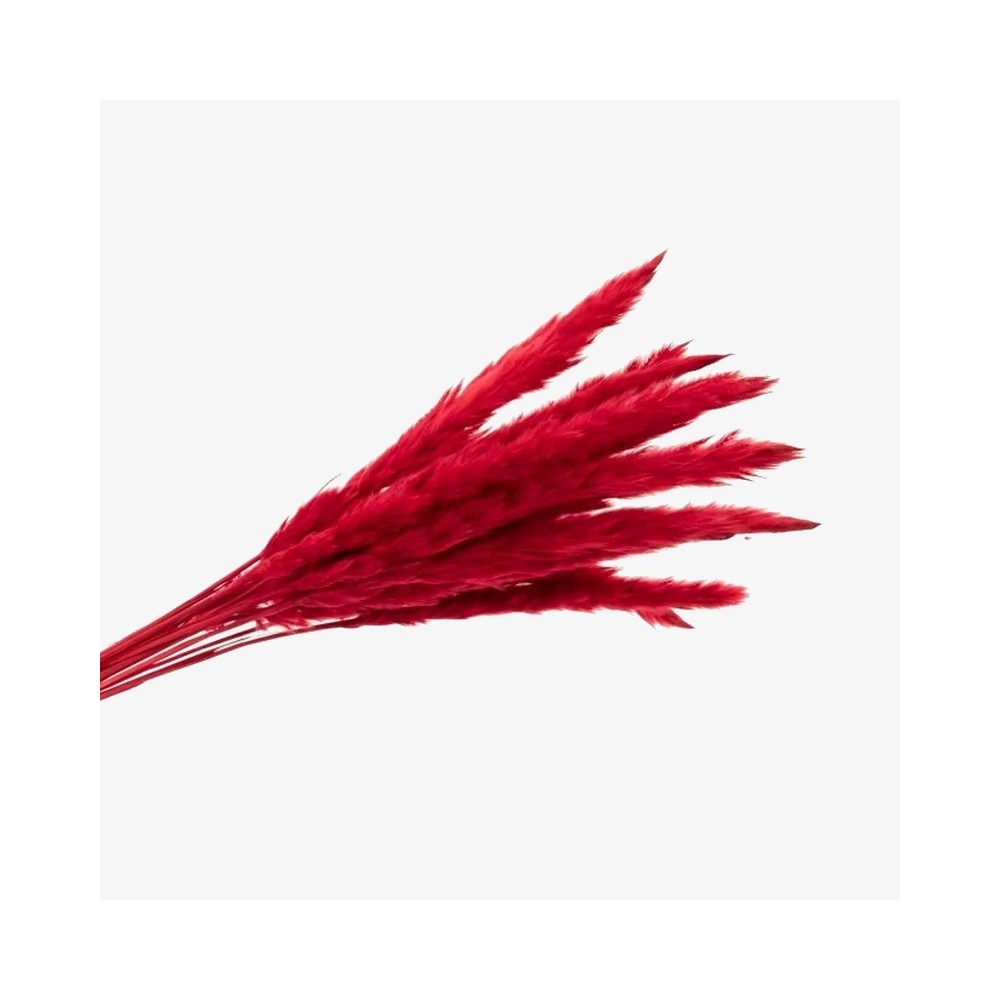 Bouquet de 15 mini pampa séchée rouge – fleurs séchées colorées Deco-Vegetale