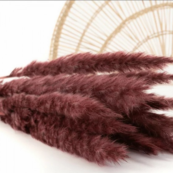 Bouquet de 15 mini pampa séchée bordeaux – toucher duveteux automne Deco-Vegetale
