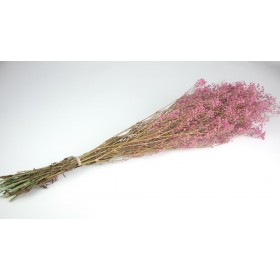 feuillage stabilisé gypsophile grenadine