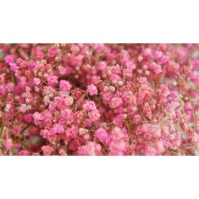 feuillage stabilisé gypsophile grenadine