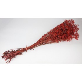 feuillage stabilisé gypsophile rouge