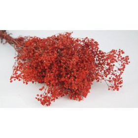 feuillage stabilisé gypsophile rouge