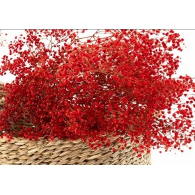 feuillage stabilisé gypsophile rouge
