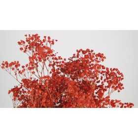 feuillage stabilisé gypsophile rouge